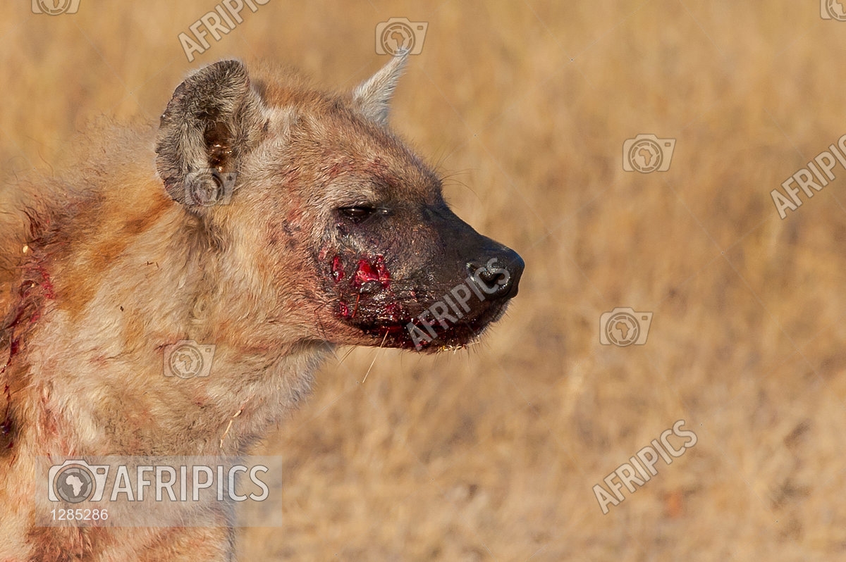 get the scar hyenas