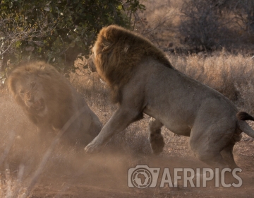 Afripics Photographer of the Week