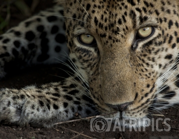 Afripics Photographer of the Week