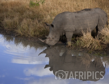 Afripics Photographer of the Week