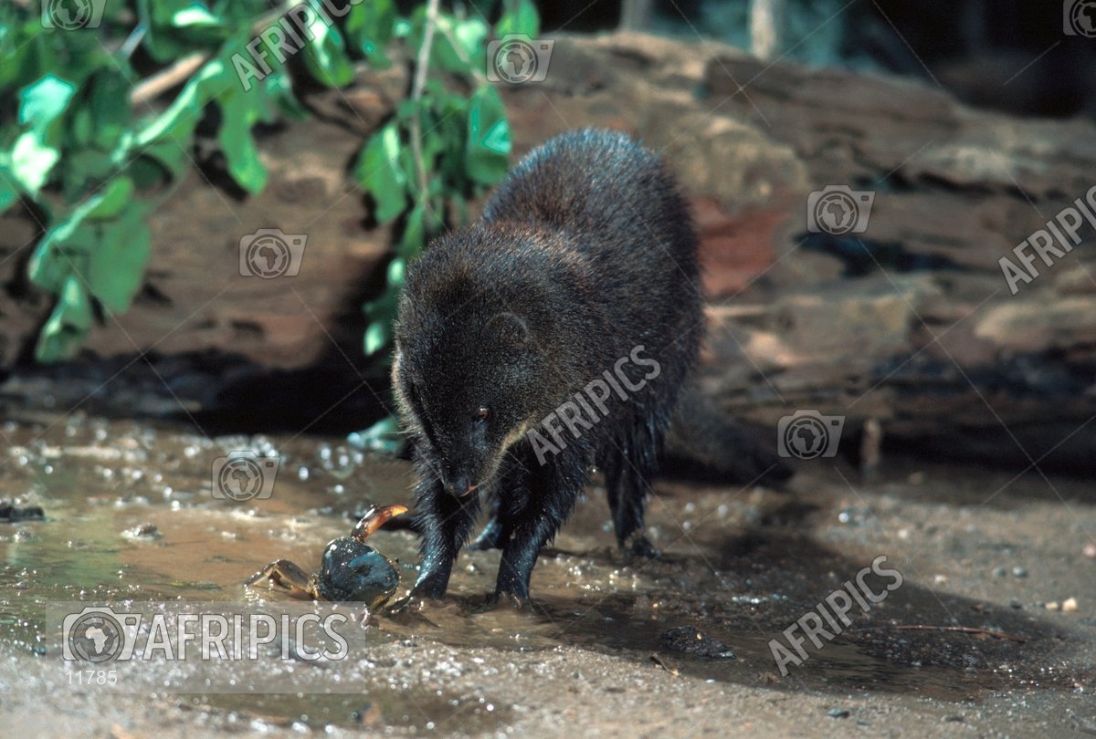 water mongoose