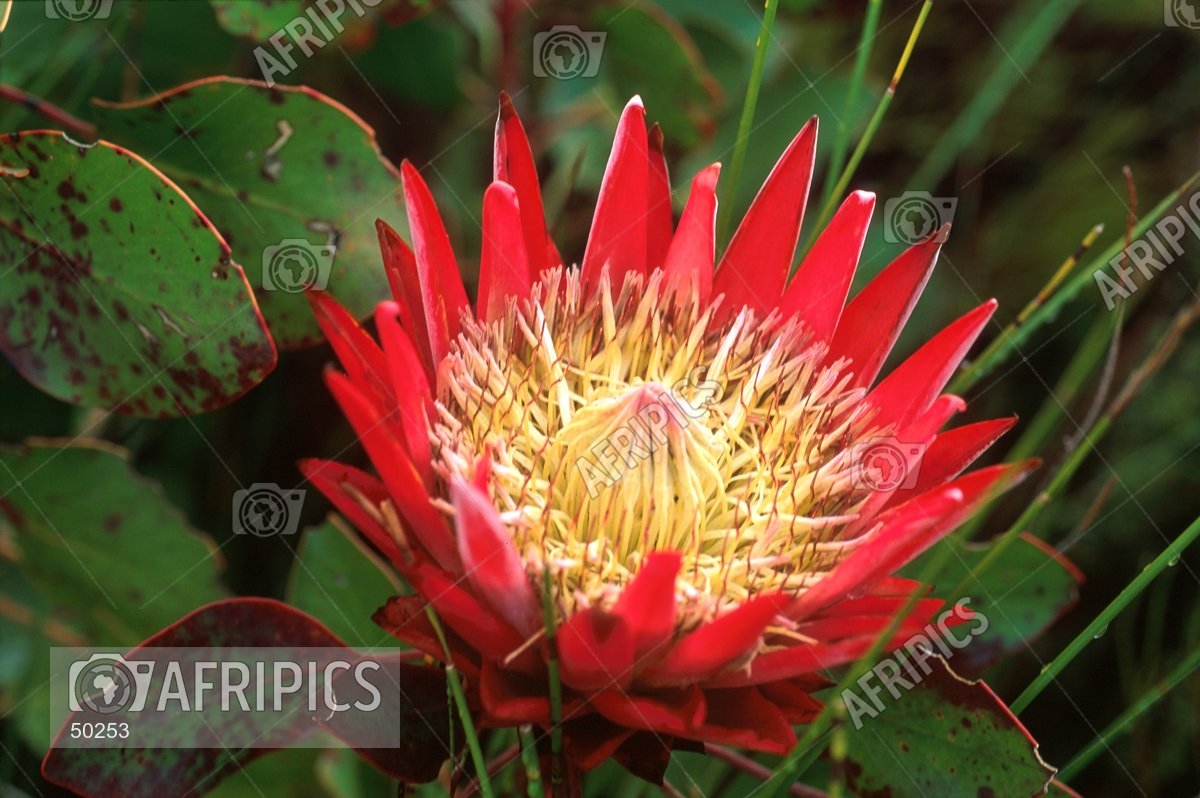 afripics-king-protea-south-africa-s-national-flower